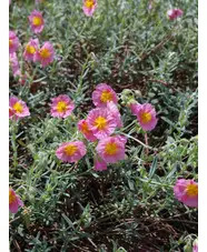 Helianthemum 'Rhodanthe Carneum'