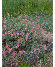Helianthemum 'Rhodanthe Carneum'