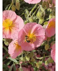 Helianthemum 'Rhodanthe Carneum'