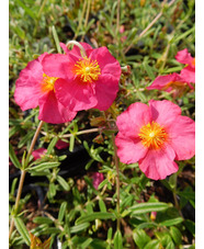 Helianthemum 'Sudbury Gem'