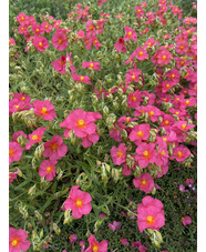 Helianthemum 'Sudbury Gem'