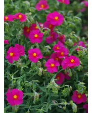 Helianthemum 'Sudbury Gem'