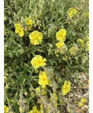 Helianthemum 'Wisley Primrose'