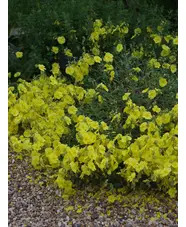 Helianthemum 'Wisley Primrose'