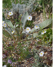 Helianthemum 'Wisley White'