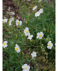 Helianthemum 'Wisley White'