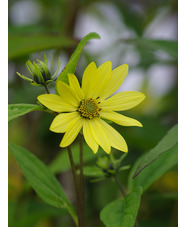 Helianthus 'Carine'