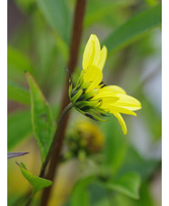 Helianthus 'Carine'