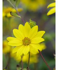 Helianthus giganteus