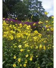 Helianthus giganteus