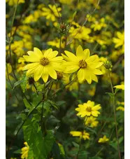 Helianthus giganteus