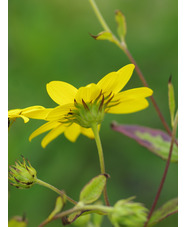 Helianthus giganteus