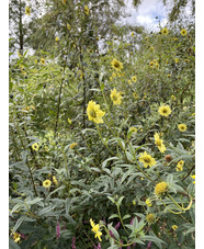 Helianthus giganteus 'Sheila's Sunshine'