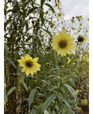 Helianthus giganteus 'Sheila's Sunshine'