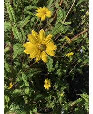 Helianthus giganteus