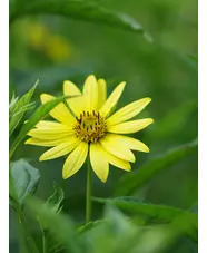 Helianthus 'Lemon Queen'