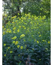 Helianthus 'Lemon Queen'