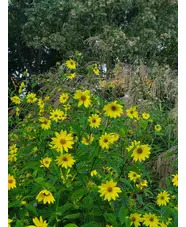 Helianthus 'Lemon Queen'