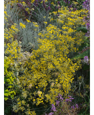 Helichrysum italicum