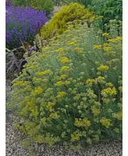 Helichrysum italicum 'Dartington'