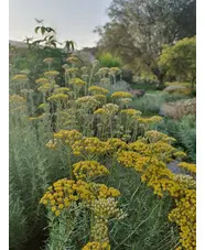 Helichrysum italicum 'Dartington'