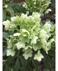 Helleborus argutifolius