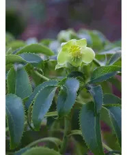 Helleborus argutifolius