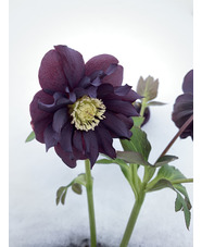 Helleborus 'Double Black'