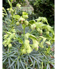 Helleborus foetidus