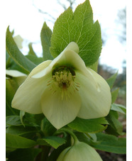 Helleborus x hybridus