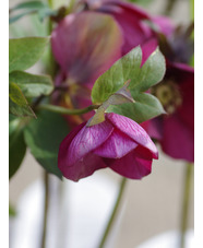 Helleborus 'Anemone Red'