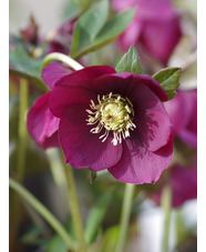Helleborus 'Anemone Red'