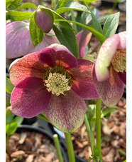 Helleborus x hybridus