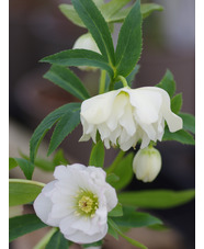 Helleborus 'Double White'