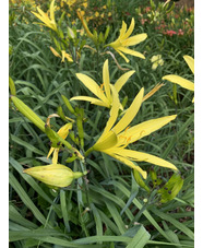 Hemerocallis 'Baroni'