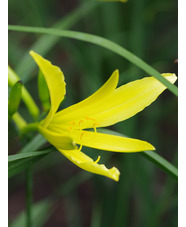 Hemerocallis 'Baroni'