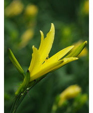 Hemerocallis 'Baroni'