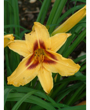 Hemerocallis 'Bonanza'