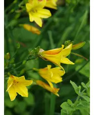 Hemerocallis 'Corky'