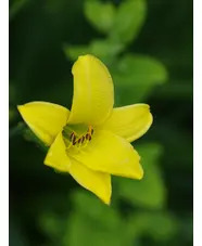 Hemerocallis 'Corky'
