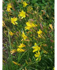 Hemerocallis 'Corky'