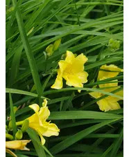 Hemerocallis 'Happy Returns'