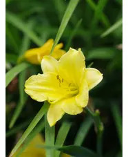 Hemerocallis 'Happy Returns'