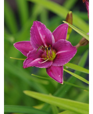 Hemerocallis 'Lilac Wine'