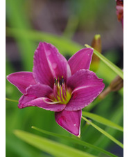 Hemerocallis 'Lilac Wine'