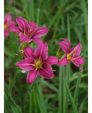 Hemerocallis 'Lilac Wine'