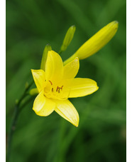 Hemerocallis lilioasphodelus