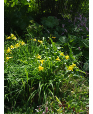 Hemerocallis lilioasphodelus