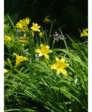 Hemerocallis lilioasphodelus