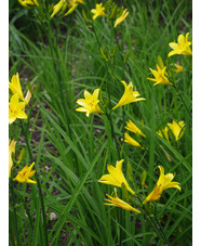 Hemerocallis lilioasphodelus
